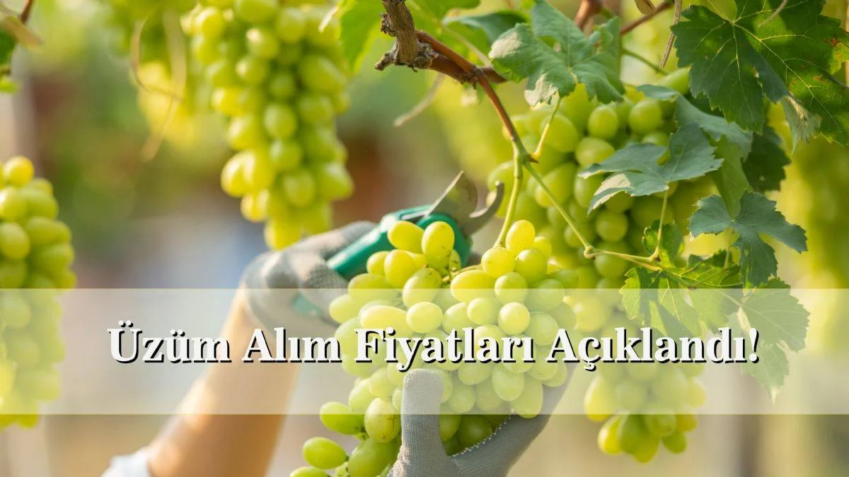 Üzüm alım fiyatları | 2022 üzüm alım fiyatları ne kadar? Kuru üzüm, çekirdeksiz üzüm alım fiyatları