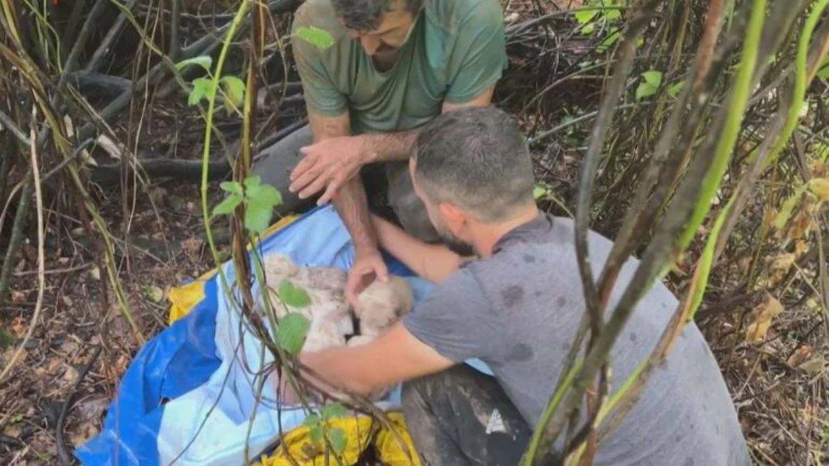 Yağmurda su dolu oyuğa girdi, 5 yavru köpeği kurtardı