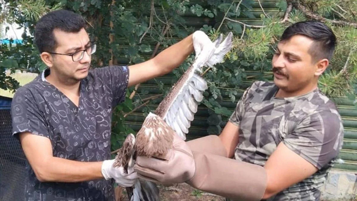 Yılanı bütün halde yutmaya çalışırken boğuluyordu