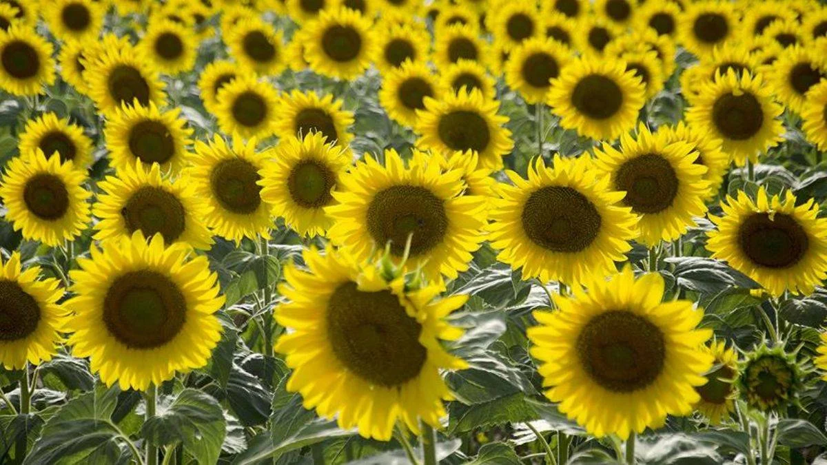 Ayçiçeği alım fiyatları açıklandı