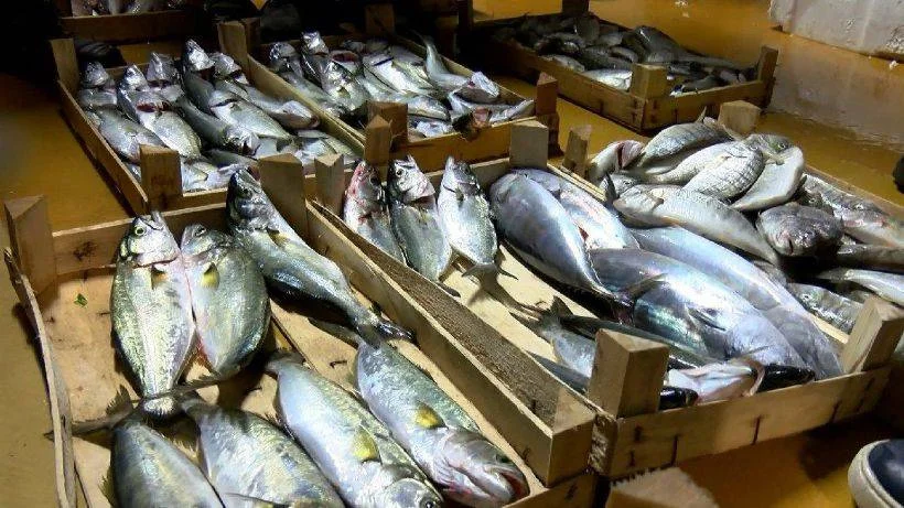 Balık fiyatları ne kadar? 2022 balık ne kadar oldu? En ucuz balık hangisi? Hamsi, palamut, levrek kaç TL?