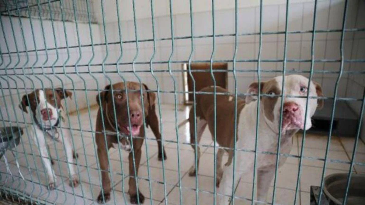 Belediyenin Kedi Evi'ne giren 3 pitbull, 12 kediyi öldürdü