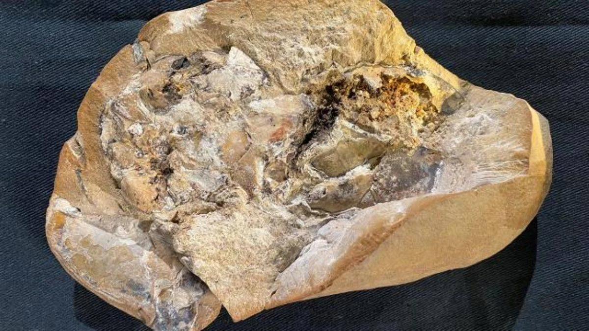 Dünyanın en eski kalbi bulundu