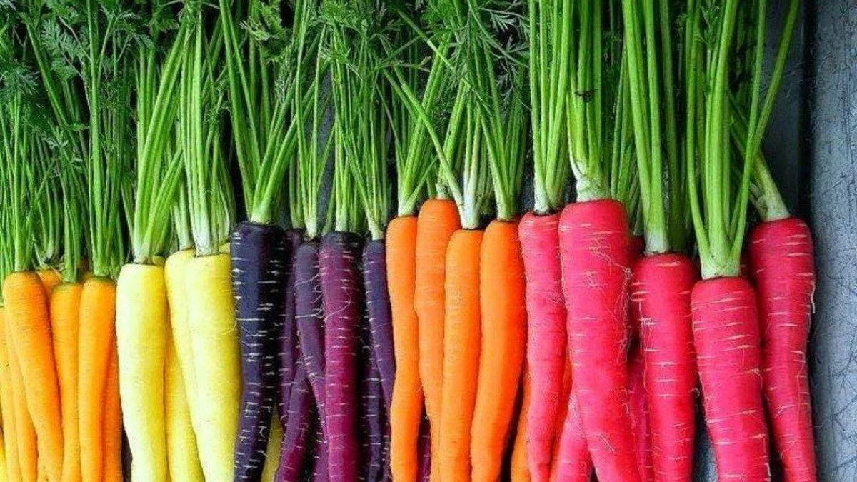Havucun tarihsel süreçteki doğal rengi nedir? Masterchef havucun rengi sorusu