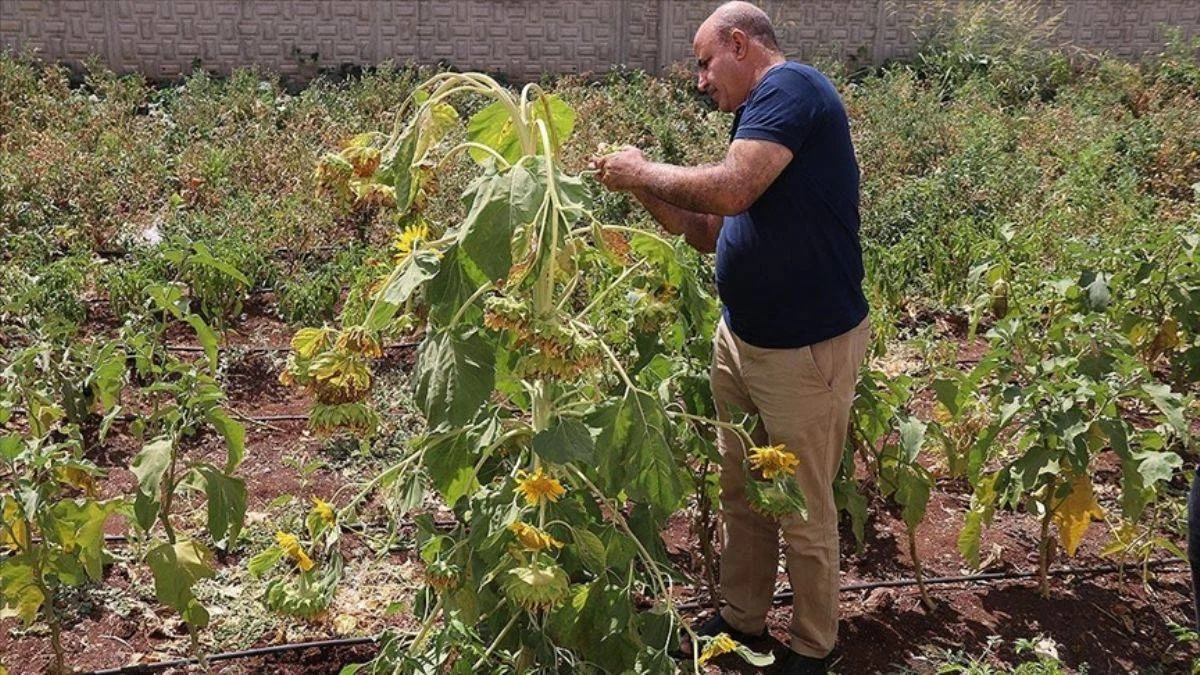 İlk kez görüldü; tek kökte 65 baş verdi