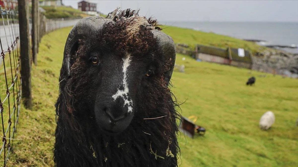 İnsandan fazla koyunun yaşadığı ülke: Faroe Adaları