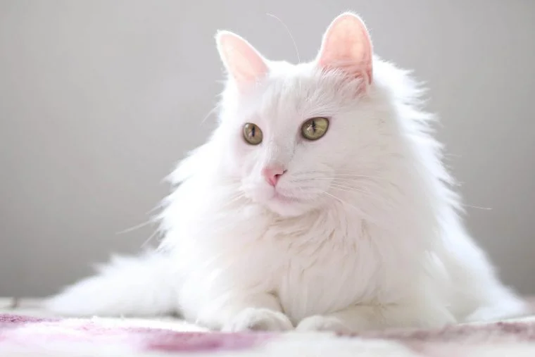 Kedi Cinsleri Neler? Kaç Çeşit Kedi Cinsi Var?