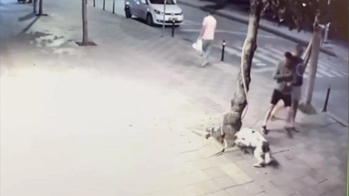 Kediyi öldüren pitbull cinsi köpeğin sahibine suç duyurusu