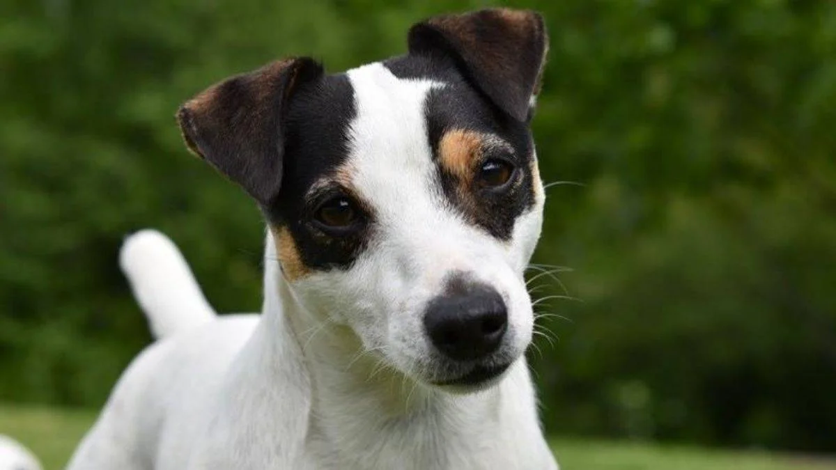 Köpekler hangi duyguları anlayabiliyor? Köpekler stresi algılıyor mu? Stresten dolayı terleme, kalp atışı köpekler tarafından anlaşılıyor mu?