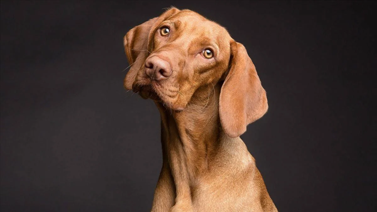 Köpekler insanların stresini nasıl algılıyor?