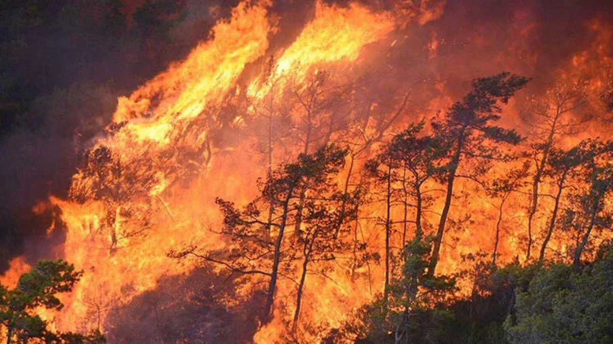 Marmaris kundakçısı kardeşine ormanı yakacağını söylemiş