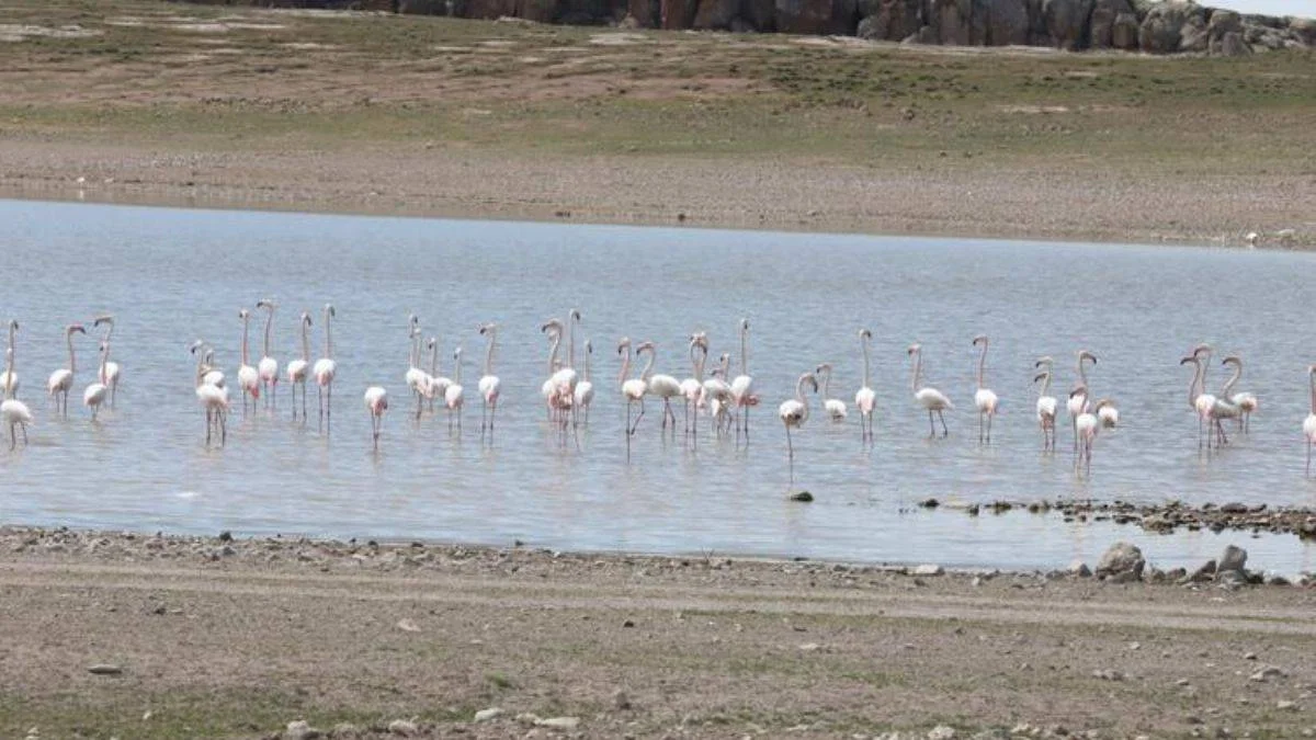 Para için 'Flamingo Cenneti'ni cehenneme çevirdiler!