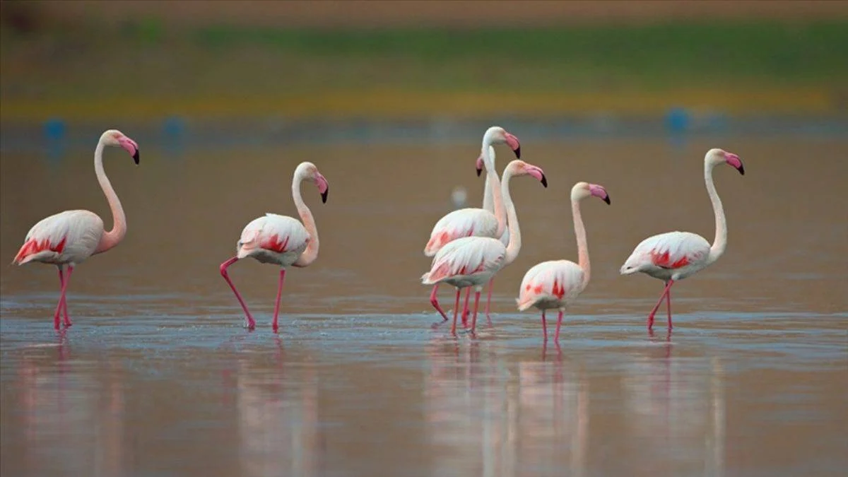 10 bin yavru flamingo alınan tedbirler sayesinde kurtuldu