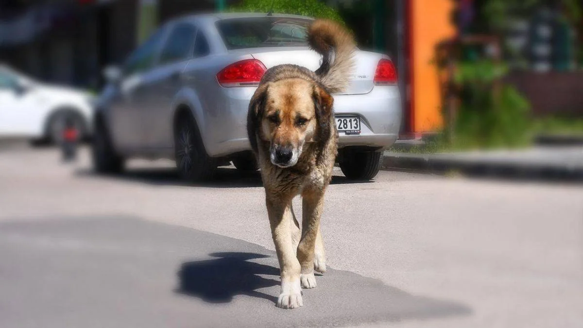 7 yaşındaki çocuğa üç köpek birden saldırdı!