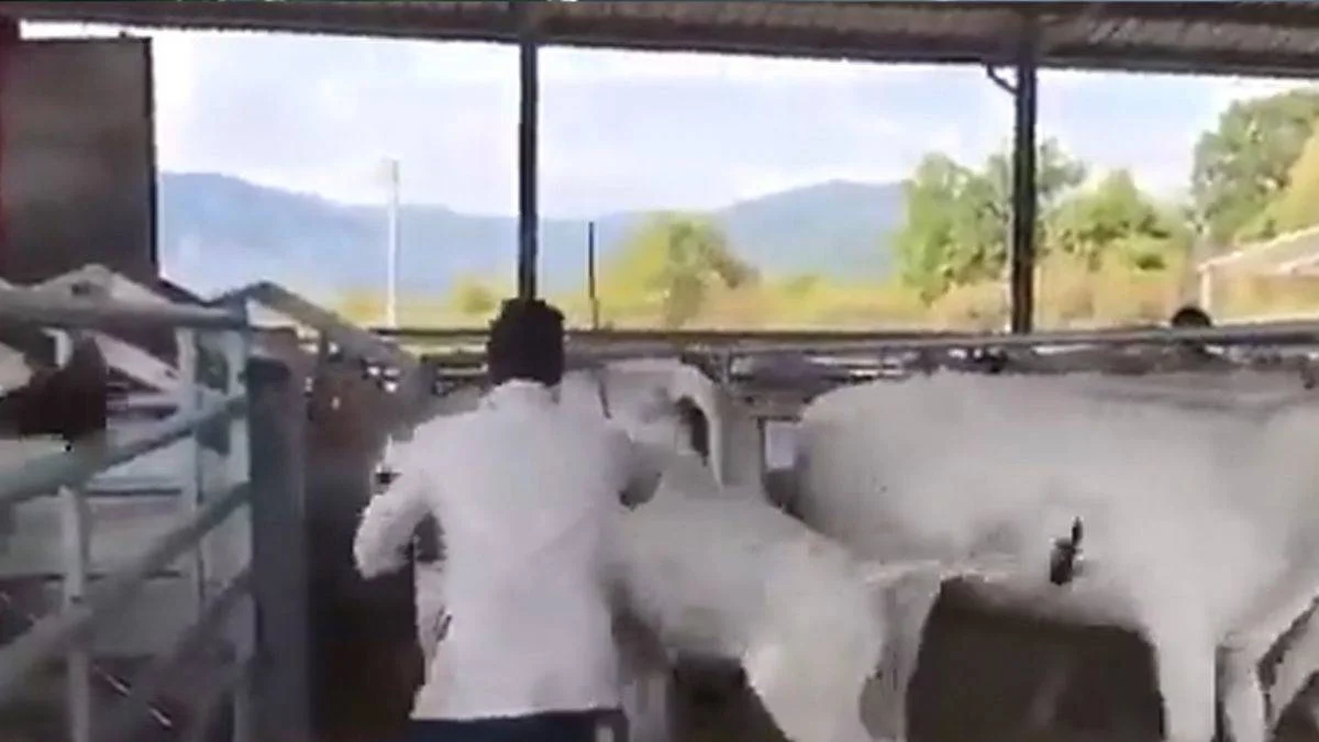 Annesine vuran adamı yere seren buzağı