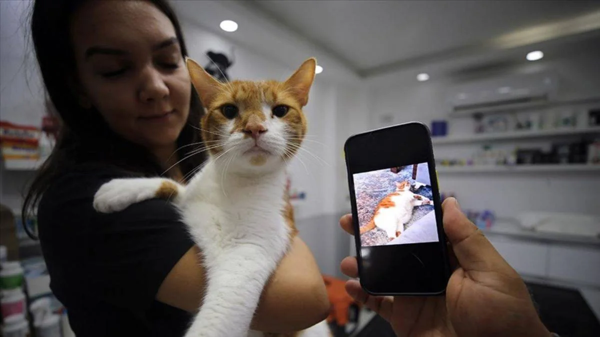 Kedi Oscar 'mide botoksu' ile zayıfladı