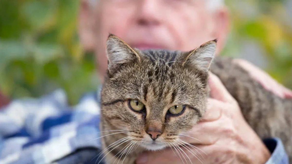Sosyal medya bunu konuşuyor! Ölümü 'tahmin eden' kedi Oscar