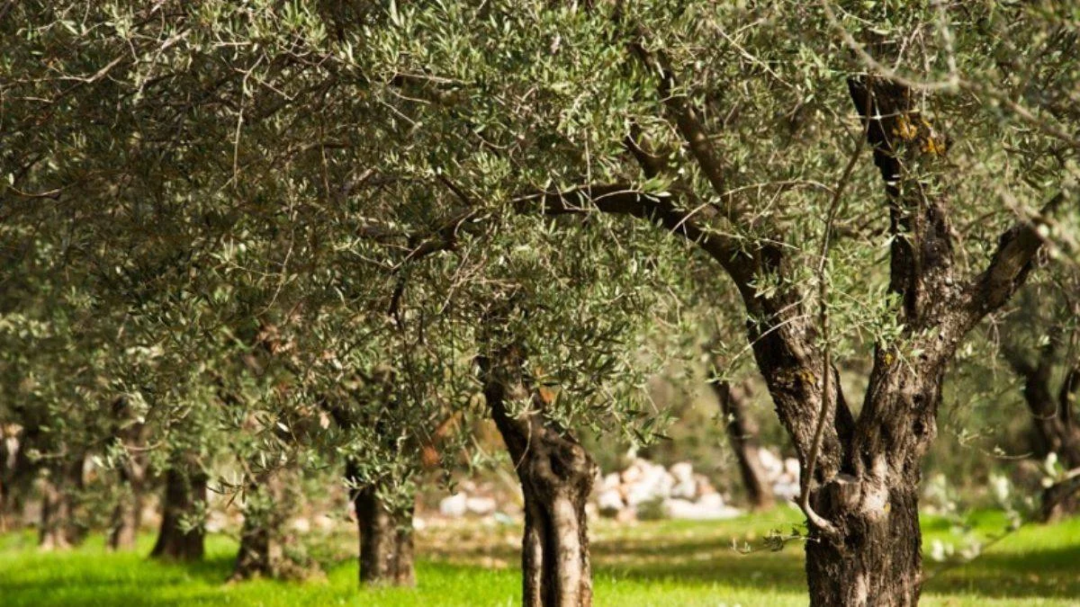 Zeytin Yasasında Düzenleme Ne Getiriyor?