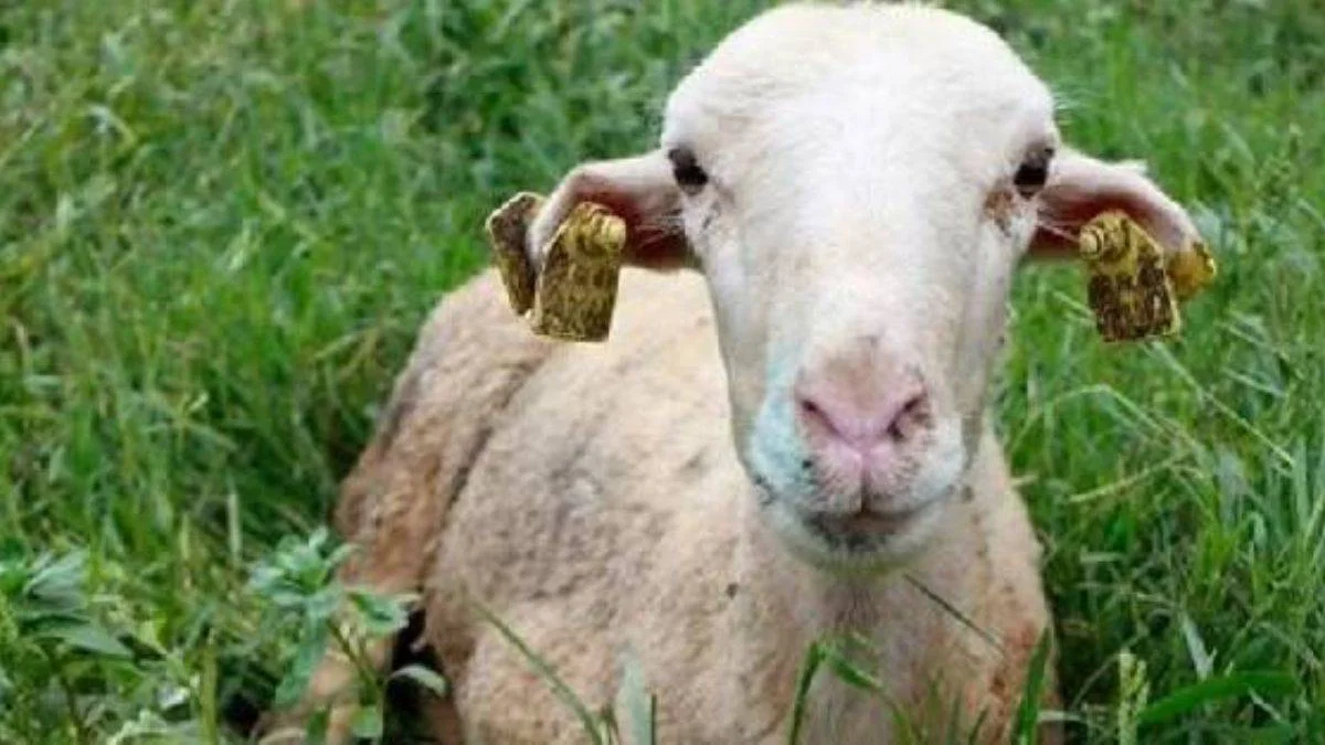 Mavi dil hastalığı nedir, nasıl bulaşır? Mavi dil insanlara bulaşır mı? Aydın'da hangi ilçelerde mavi dil hastalığı var?