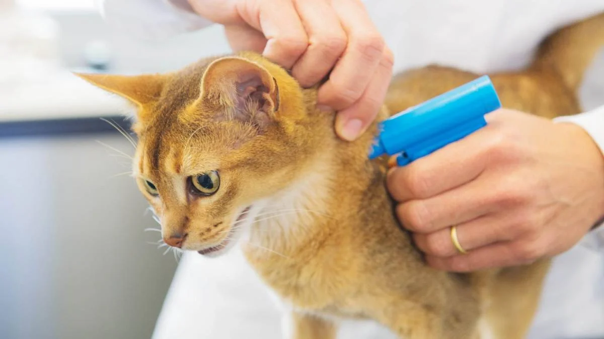 2023 evcil hayvan (Kedi-Köpek) çip takmama cezası ne kadar?
