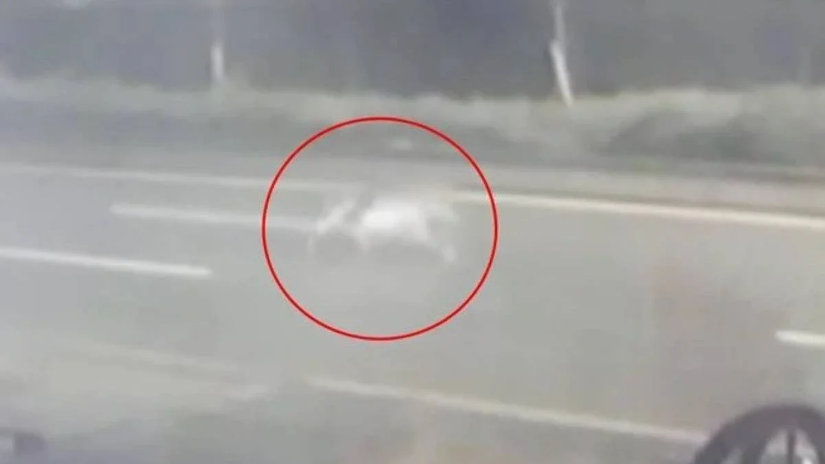 Ankara'da hayvanat bahçesinden aslan mı kaçtı, aslan yakalandı mı?