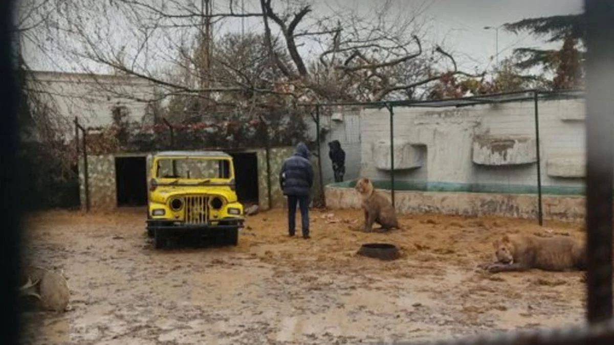 Ankara'da korku dolu anlar: Aslan, hayvanat bahçesinden kaçtı