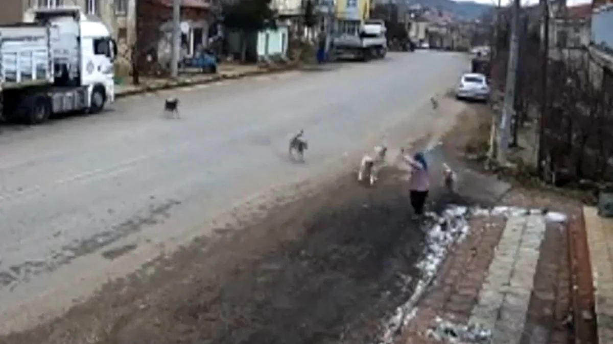 'Kurtarın bizi köpeklerden!.. Çocuklarım okula gidemez oldu'