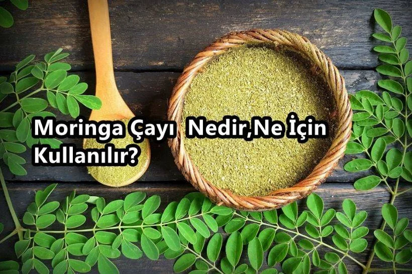 Moringa Çayı Nedir, Nasıl Kullanılır? Moringa Çayı Faydaları Neler?