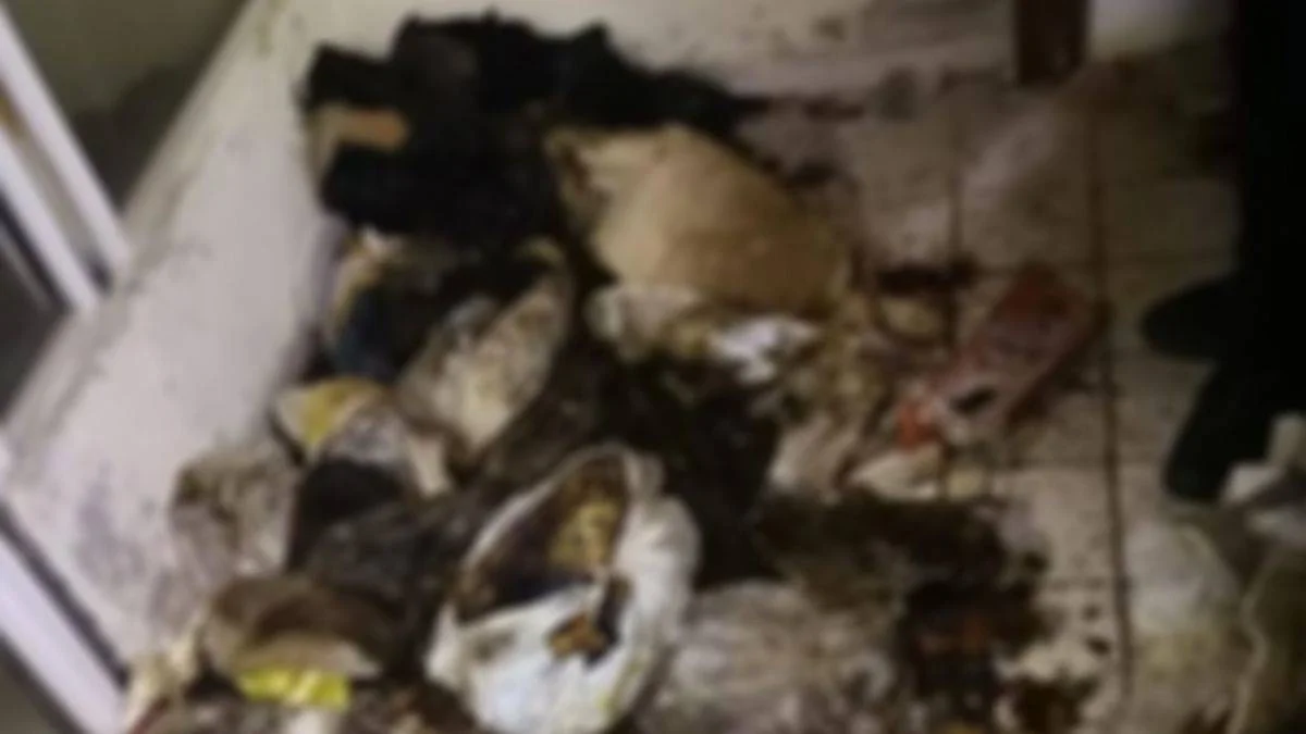 Muğla'da dehşet: 20'den fazla kedi ve köpek ölüsü bulundu!