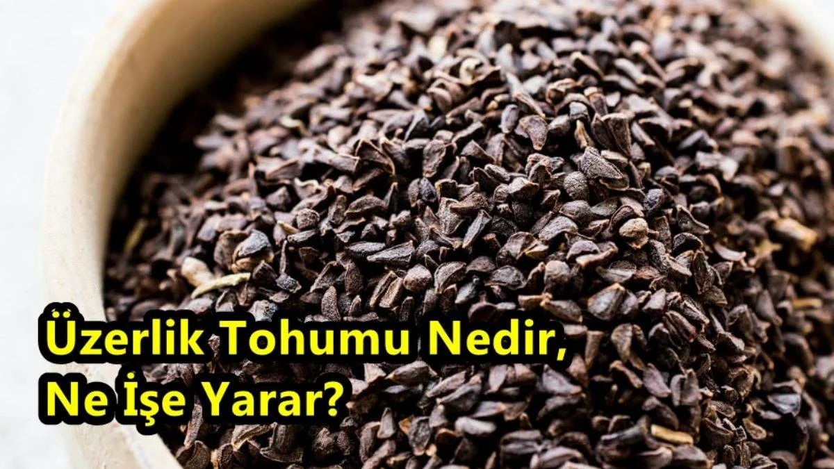 Üzerlik Tohumu Nedir, Ne İşe Yarar? Üzerlik Tohumunun Faydaları