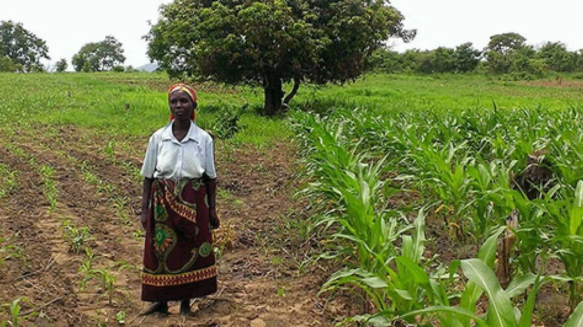 'Afrika'nın Afrika'yı besleme zamanı geldi'