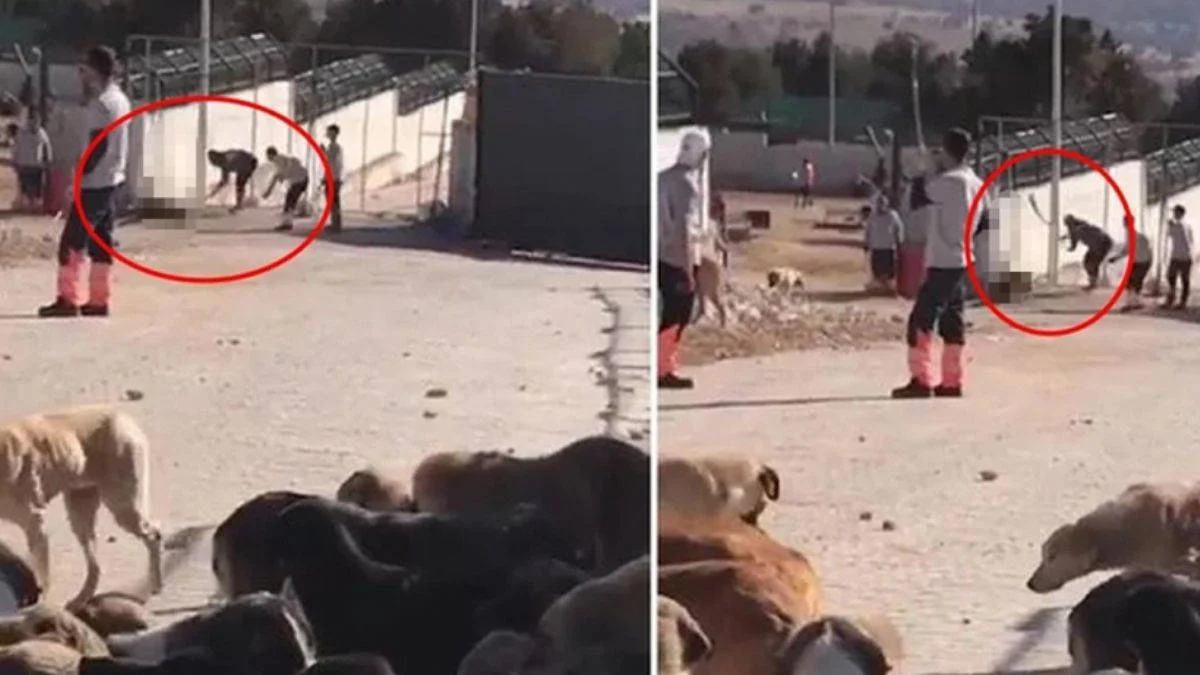Köpeği kürekle öldüren sanıklar hakkında karar çıktı