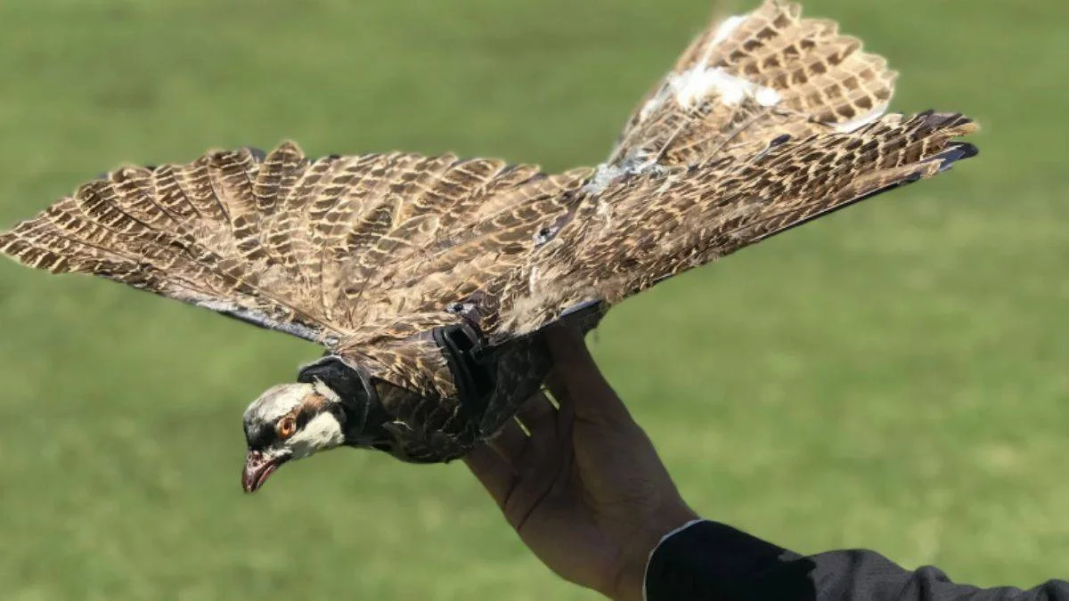 Askeri teknoloji; ölü kuşlardan drone yaptılar