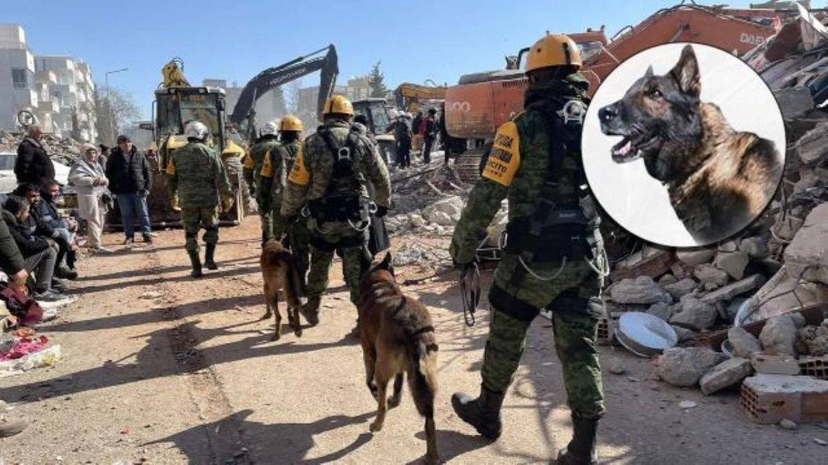 Meksika'dan gelen kurtarma köpeği öldü