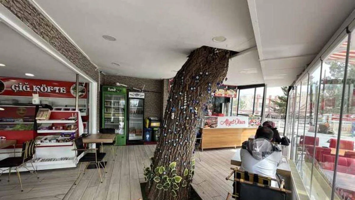 Kesmeye kıyamadığı ağacı kafenin parçası yaptı