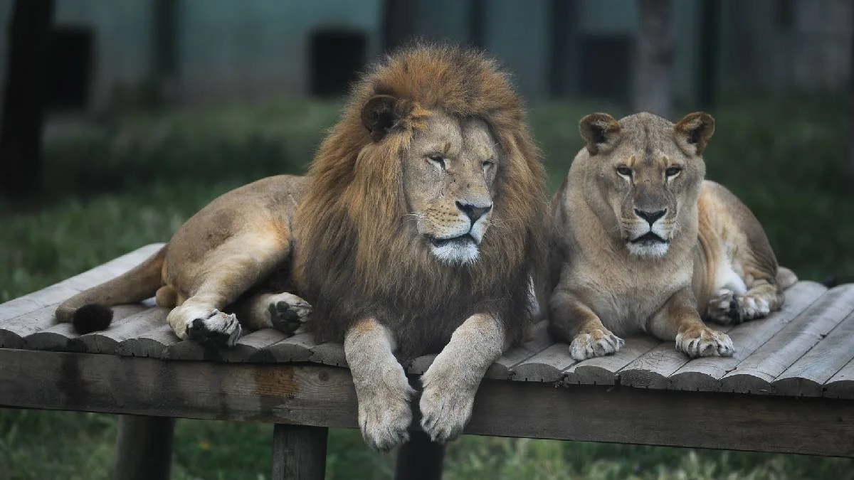 23 Nisan'da Bursa hayvanat bahçesi ücretsiz mi? Bayramın 3. günü Bursa'da Soğanlı Hayvanat Bahçesi bedava mı? BURSA ZOO