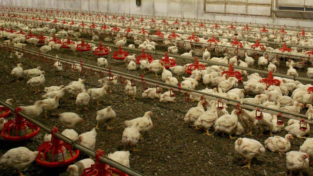 Çin, DSÖ'ye kuş gribinin A türünün bulaştığı bir kişinin öldüğünü bildirdi