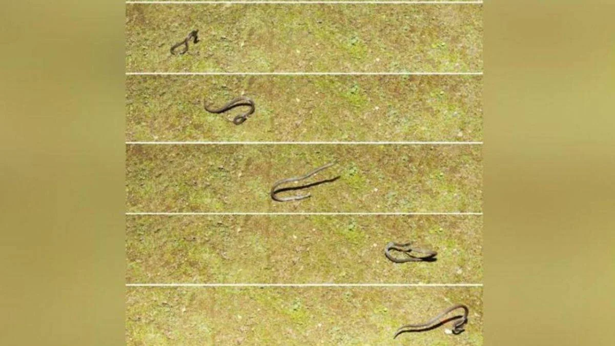 İlk kez 'taklacı yılan' görüntülendi