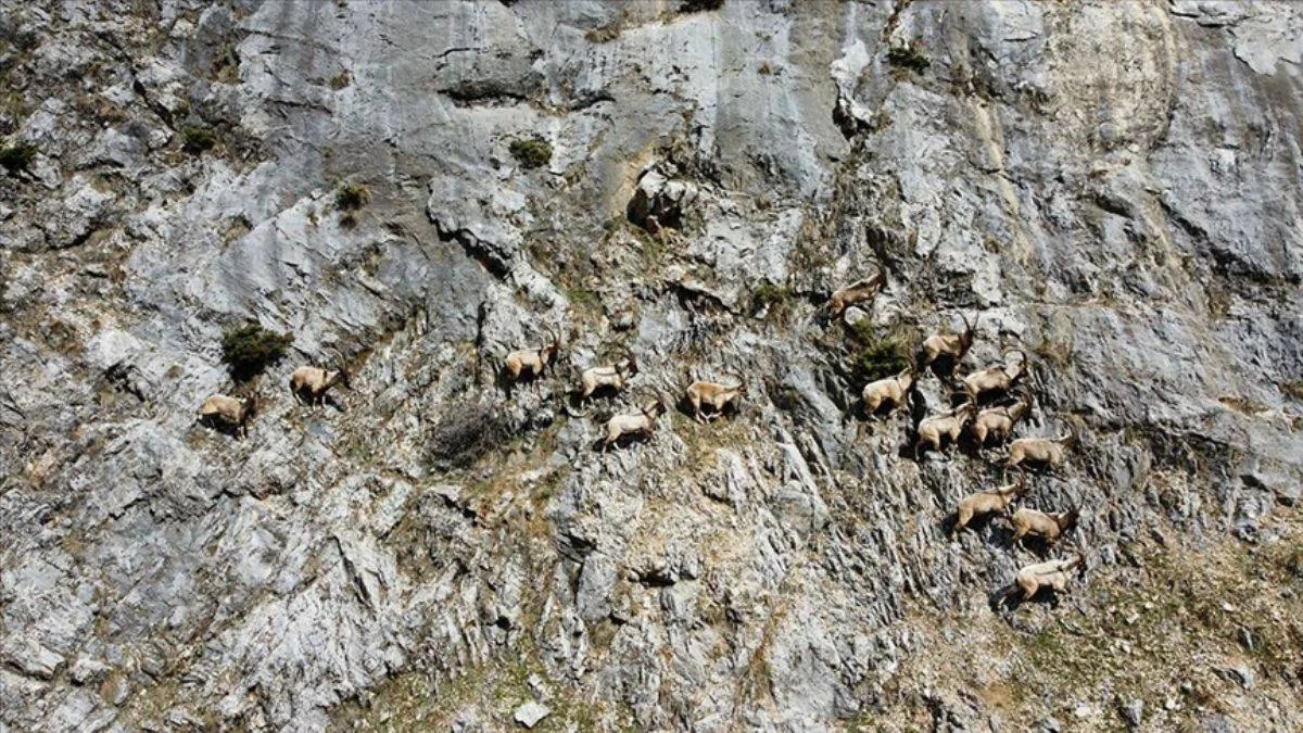Munzur dağlarında yaban keçileri görüntülendi