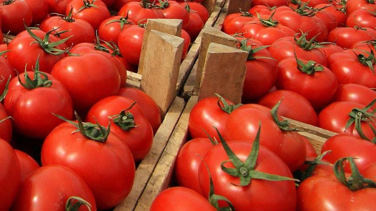 Rusya, Türkiye'deki domates kotasını artırdı