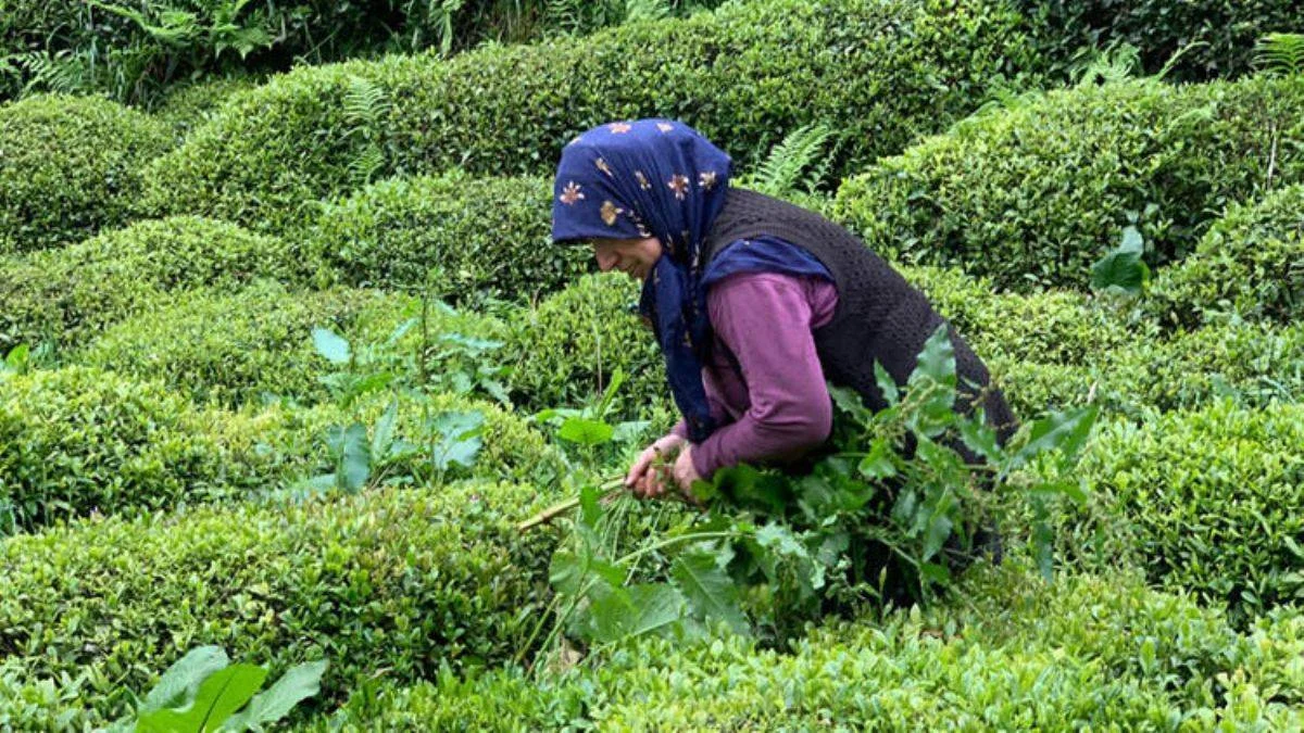 Çay hasadında 'yabancı mevsimlik işçi göçü olmasın' çağrısı