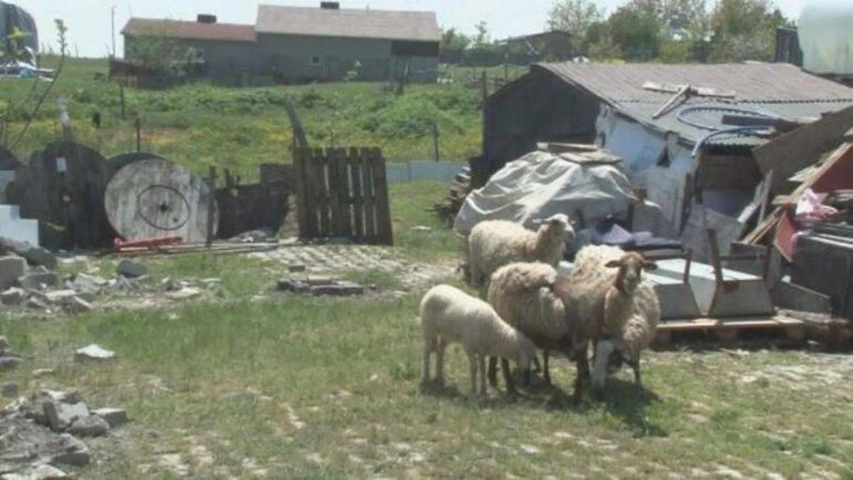 Sokak köpekleri İstanbul'da 14 koyunu öldürdü