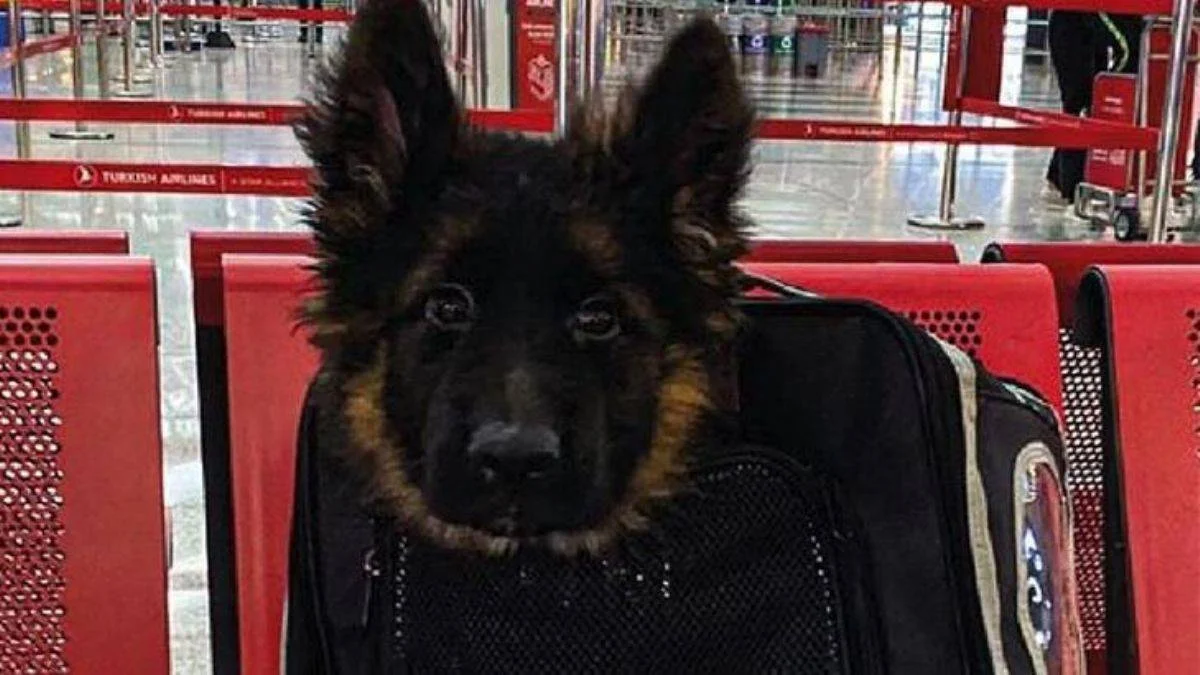 Türkiye, Meksika'ya Proteo anısına yavru köpek gönderdi