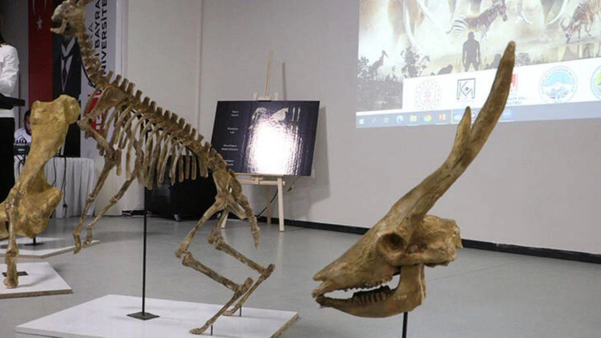 Türkiye'nin ilk paleontoloji müzesinin yüzde 80'i tamamlandı