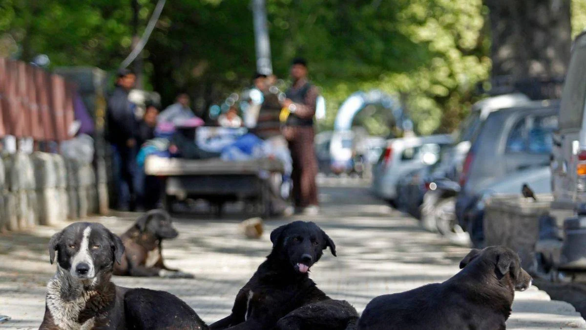 Kuduz tehlikesi kapıda! Başıboş köpekler çoğaldı