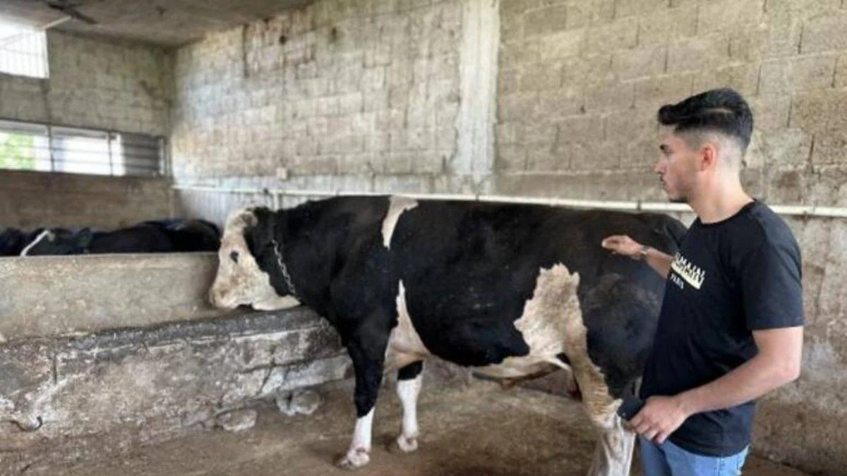 'Paşa'nın taliplisi çok, 200 bin liraya alıcı bekliyor