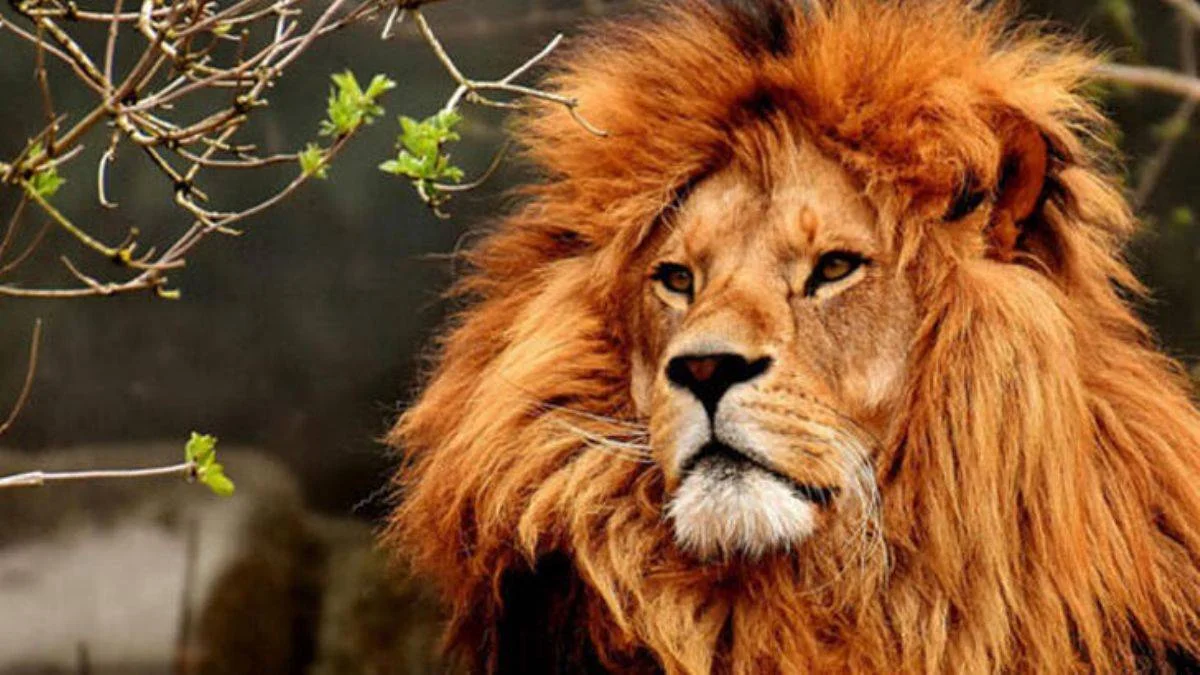'Beykoz'da aslan kaçtı'... Herkes inandı