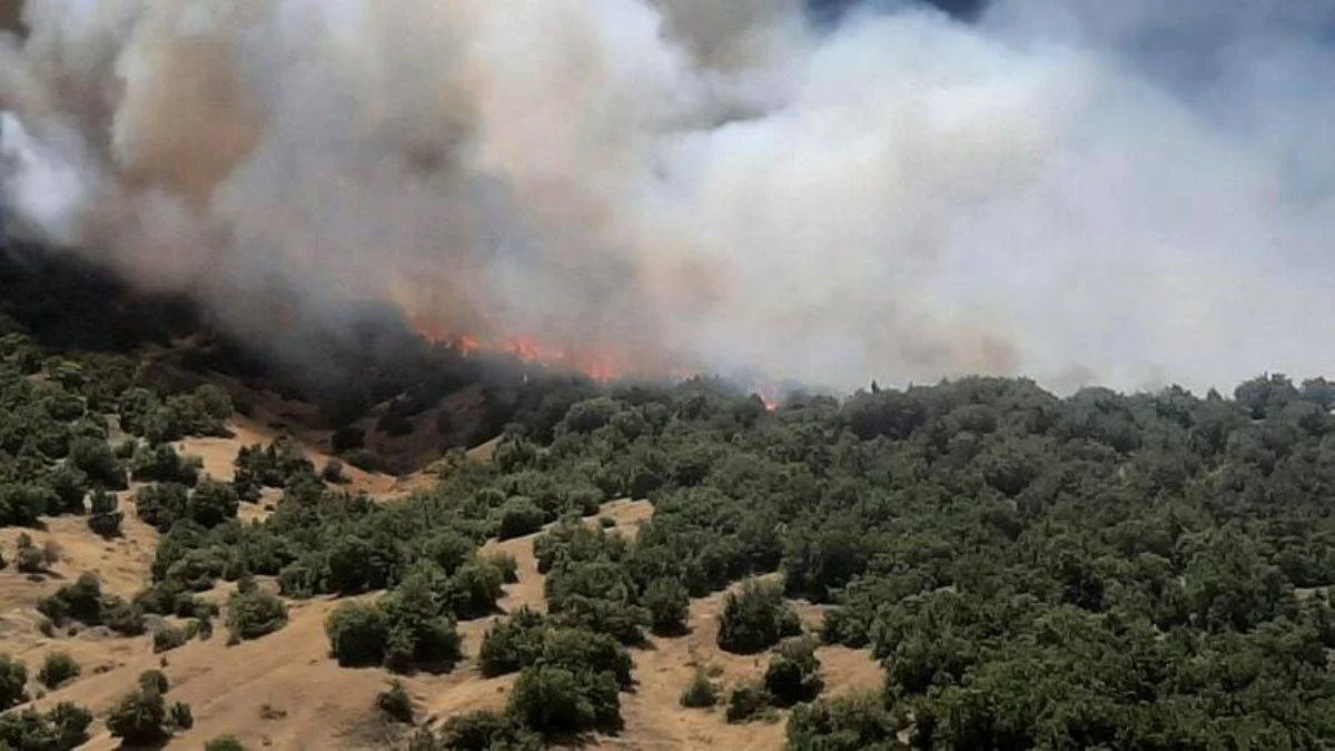 Kahramanmaraş'ta orman yangını