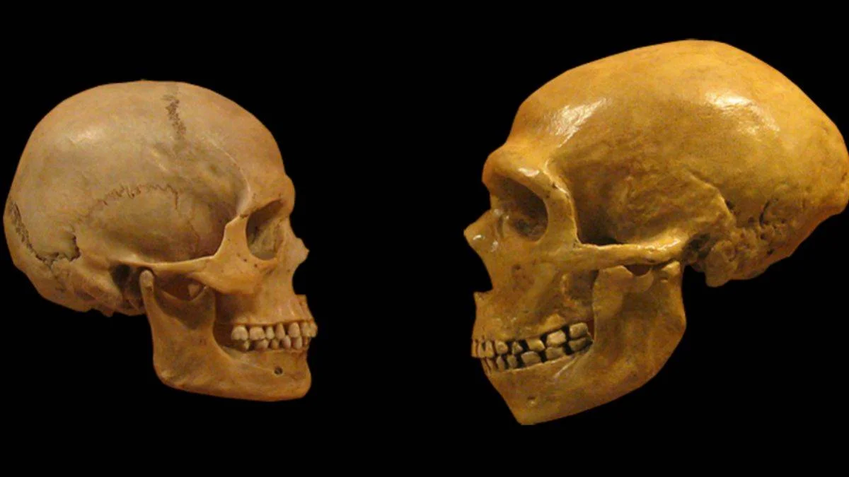Neandertaller nasıl bir dil kullanıyordu?