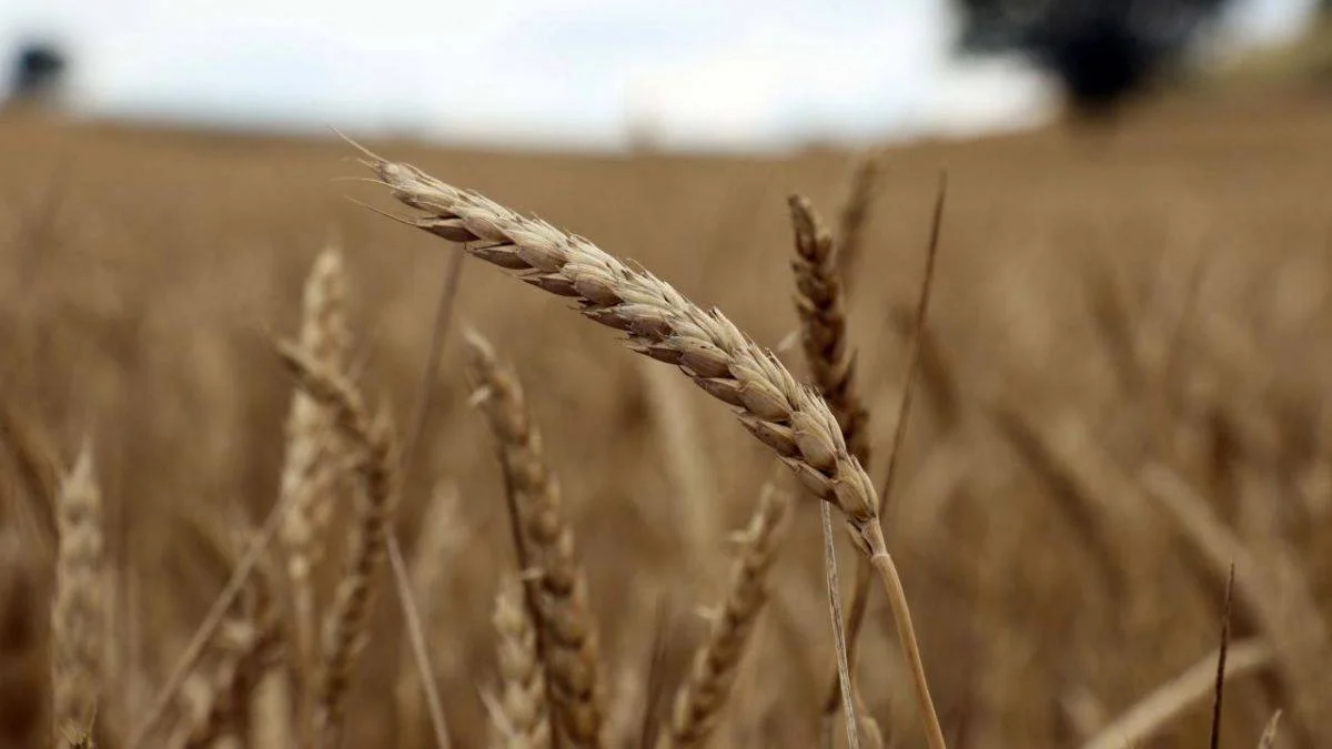 Tarım sektöründen ilk yarı rekoru: 16 milyar 627 milyon liralık ihracat